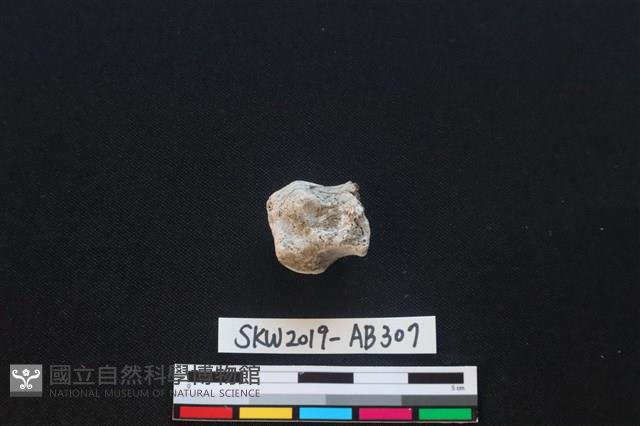 獸骨藏品圖，第2張