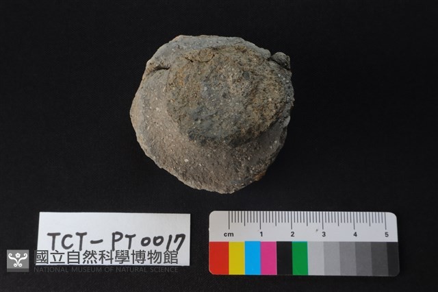 陶蓋鈕藏品圖，第2張