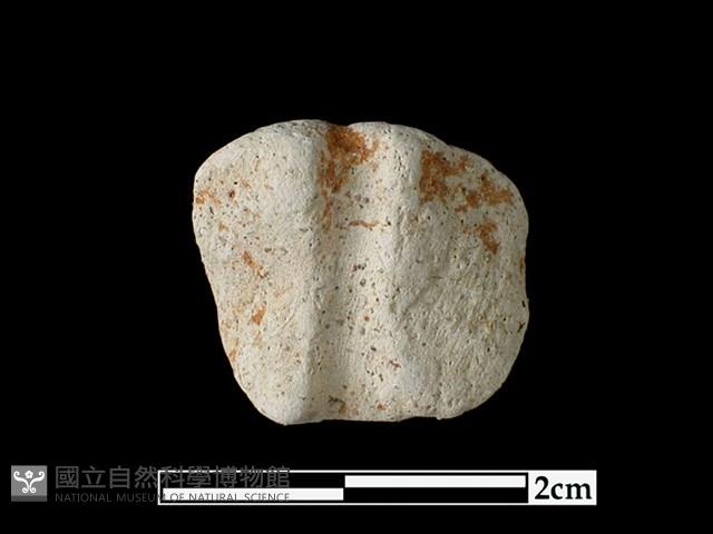 Accession Number:LL-PO17 Collection Image, Figure 2, Total 2 Figures