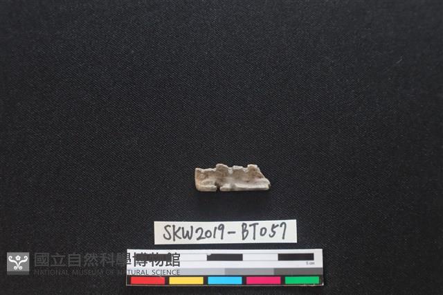 磨製骨器藏品圖，第2張