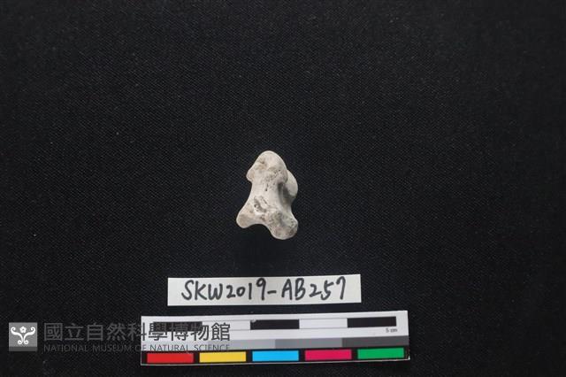 獸骨藏品圖，第2張