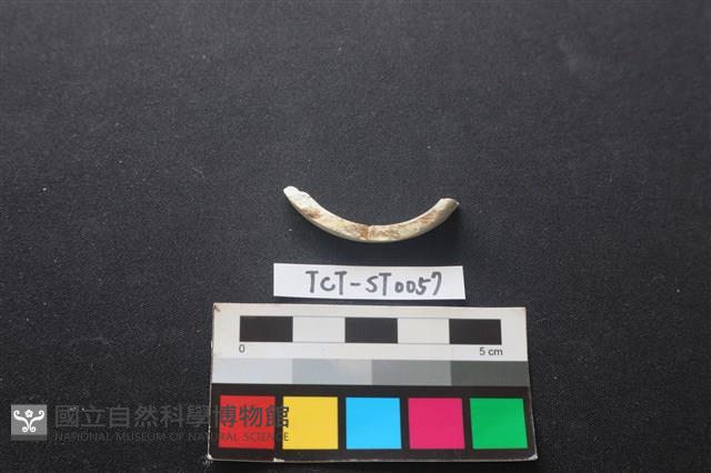 玉玦藏品圖，第2張