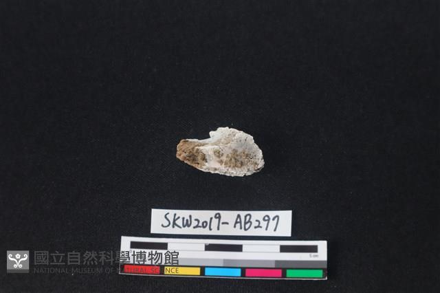 獸骨藏品圖，第2張