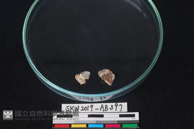 獸骨藏品圖，第2張