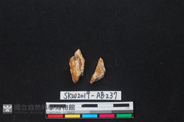 獸骨藏品圖，第2張