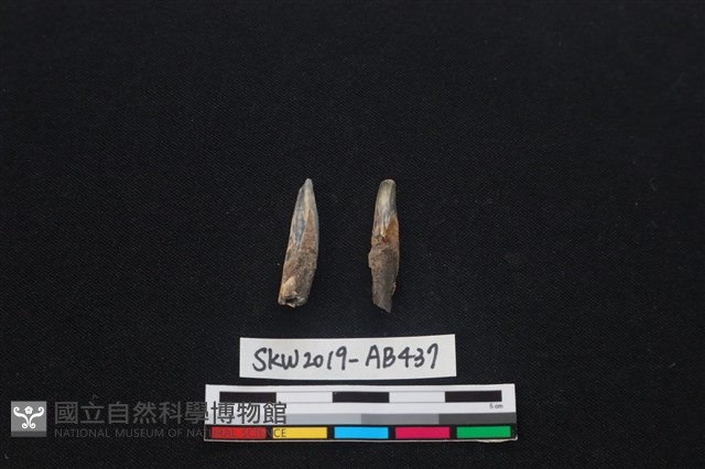獸骨藏品圖，第2張