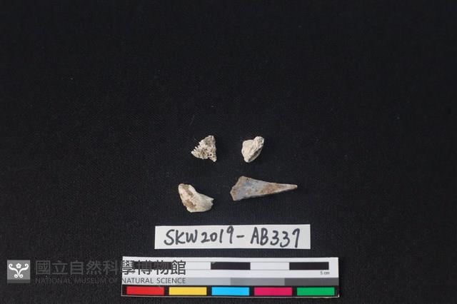 獸骨藏品圖，第2張