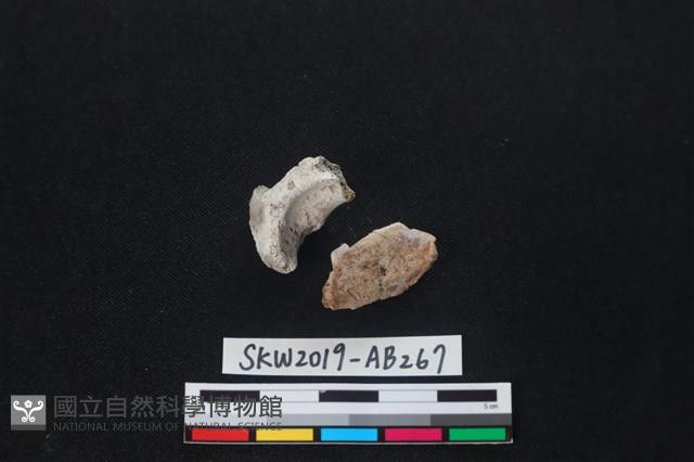 獸骨藏品圖，第2張