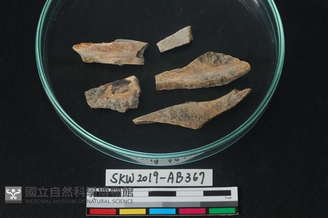 獸骨藏品圖，第2張