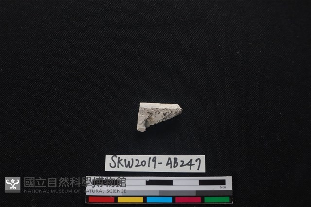 獸骨藏品圖，第2張