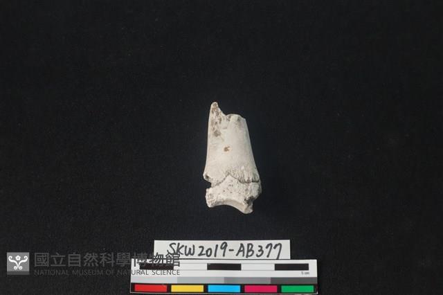 獸骨藏品圖，第2張