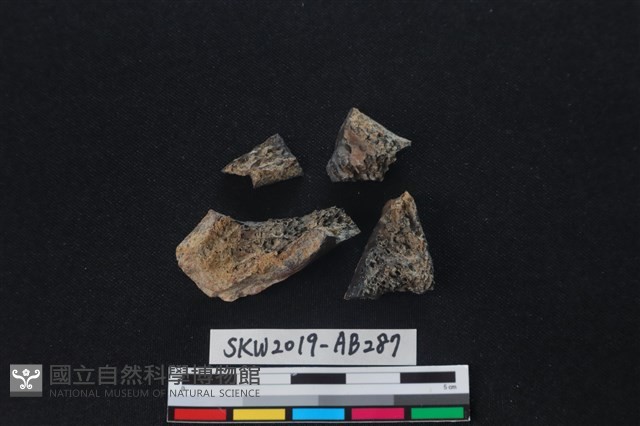 獸骨藏品圖，第2張