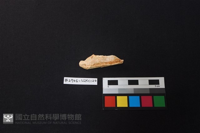 陶片藏品圖，第2張