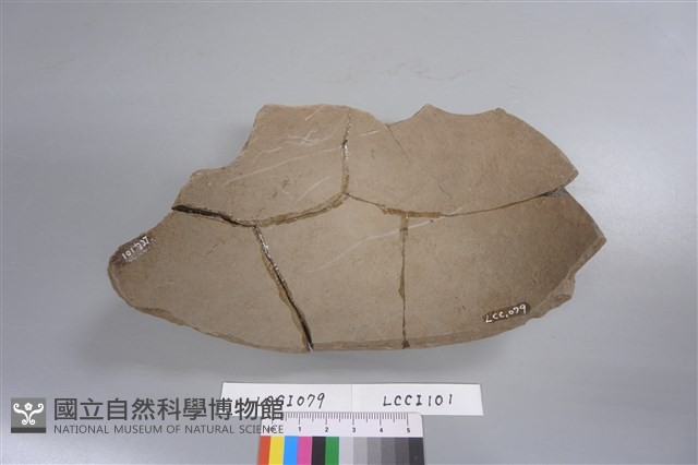 陶片藏品圖，第2張