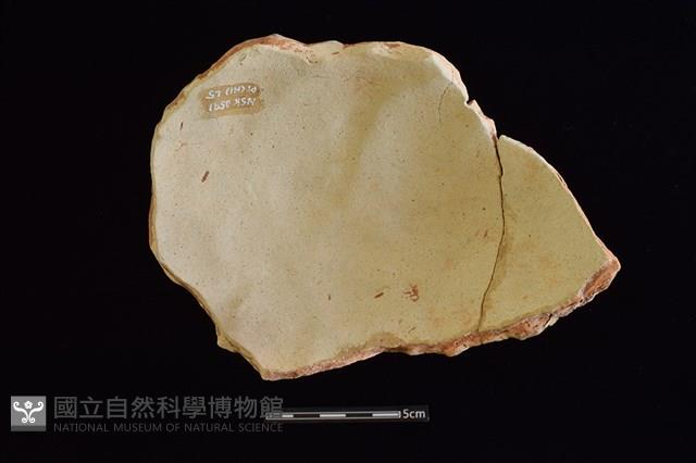 陶片藏品圖，第2張