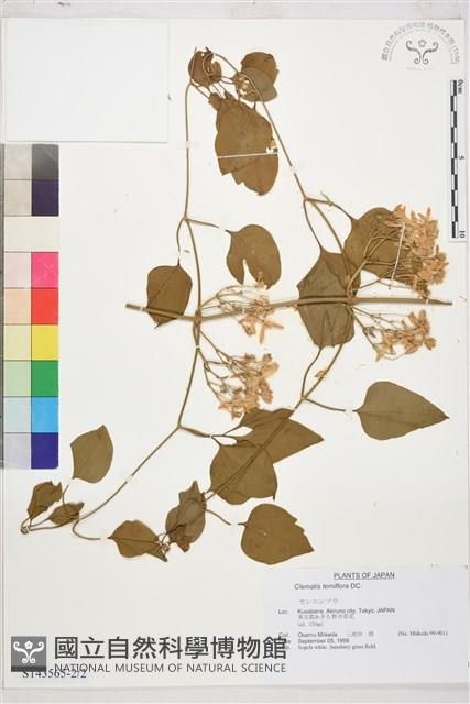 圓錐鐵線蓮藏品圖，第2張