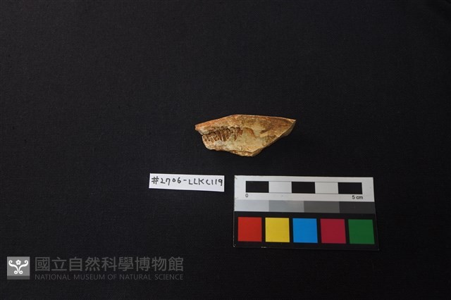 陶片藏品圖，第2張
