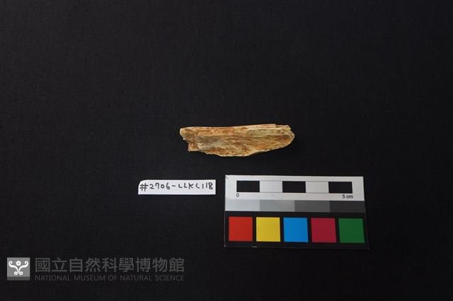 陶片藏品圖，第2張