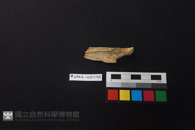 陶片藏品圖，第2張