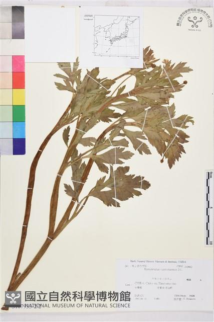 水辣菜、禺毛茛藏品圖，第2張