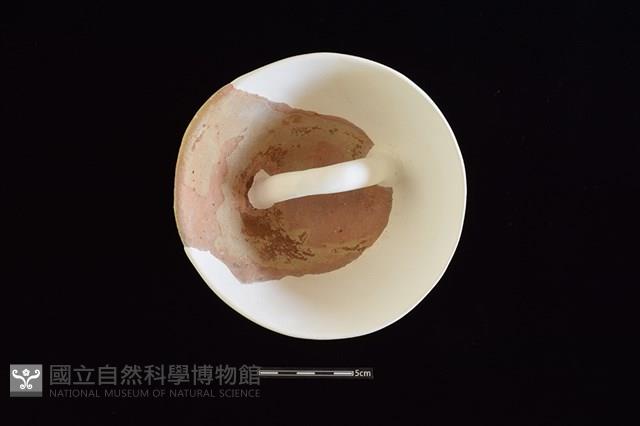 陶蓋藏品圖，第2張