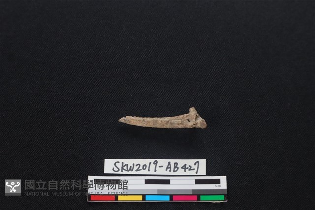 魚骨藏品圖，第2張