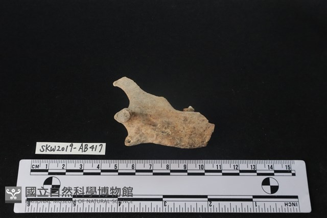 獸骨藏品圖，第2張