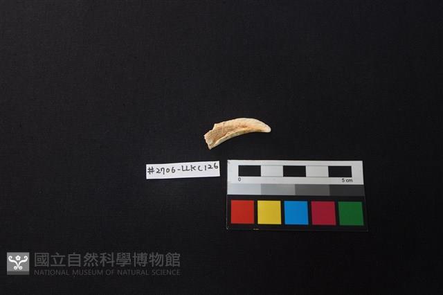 陶片藏品圖，第2張