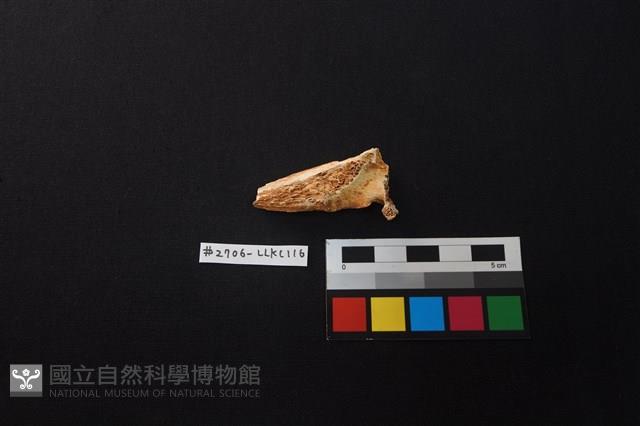 Accession Number:LLKC116 Collection Image, Figure 2, Total 2 Figures