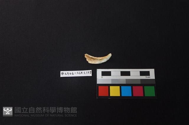 陶片藏品圖，第2張