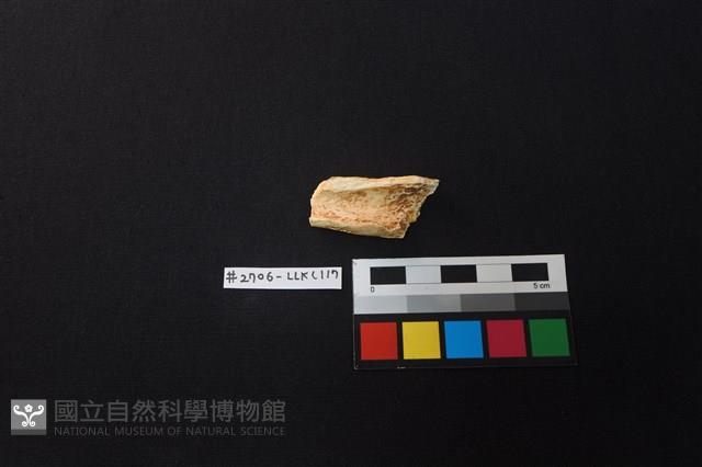 Accession Number:LLKC117 Collection Image, Figure 2, Total 2 Figures