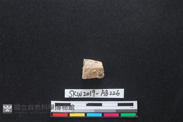 獸骨藏品圖，第1張