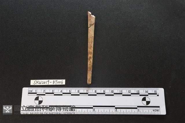 骨尖器藏品圖，第1張