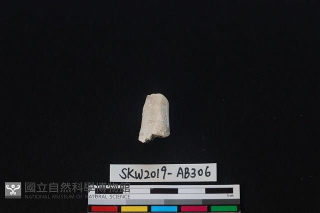 獸骨藏品圖，第1張