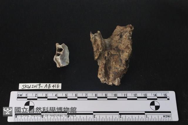 臺灣野豬(特)藏品圖，第1張