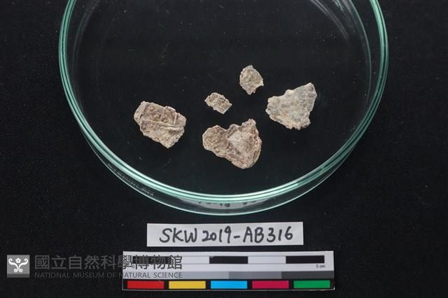 獸骨藏品圖，第1張