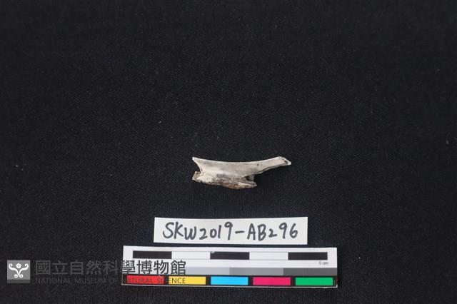 獸骨藏品圖，第1張