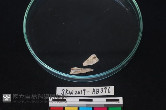 獸骨藏品圖，第1張