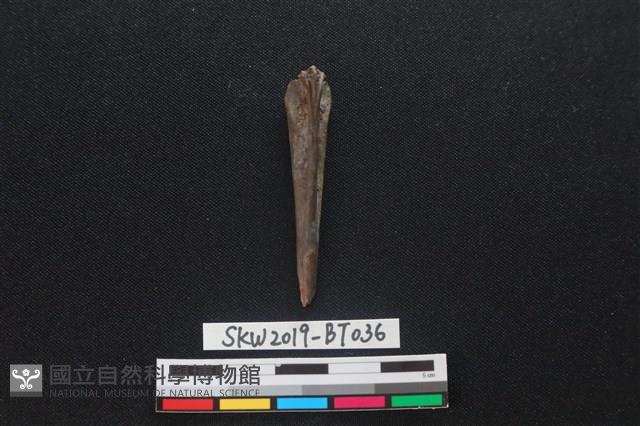 骨尖器藏品圖，第1張