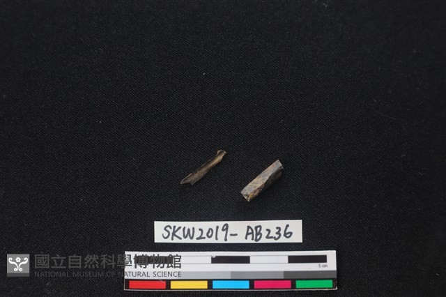 獸骨藏品圖，第1張