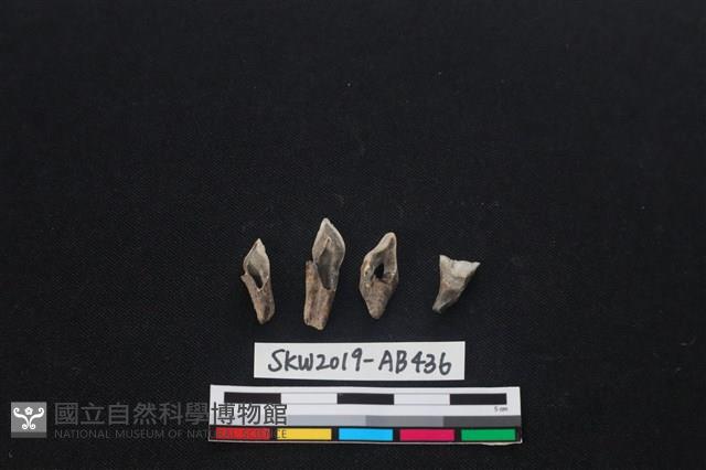 獸骨藏品圖，第1張