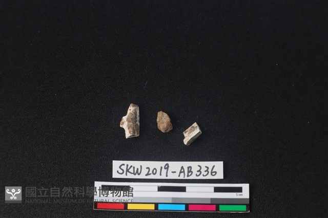 獸骨藏品圖，第1張