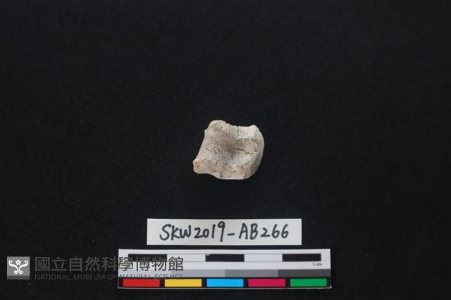 獸骨藏品圖，第1張