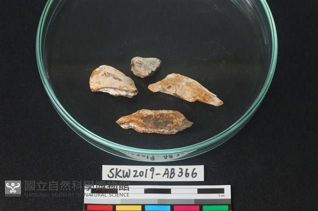 獸骨藏品圖，第1張