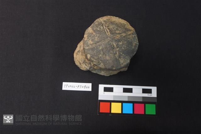 陶鈕藏品圖，第1張