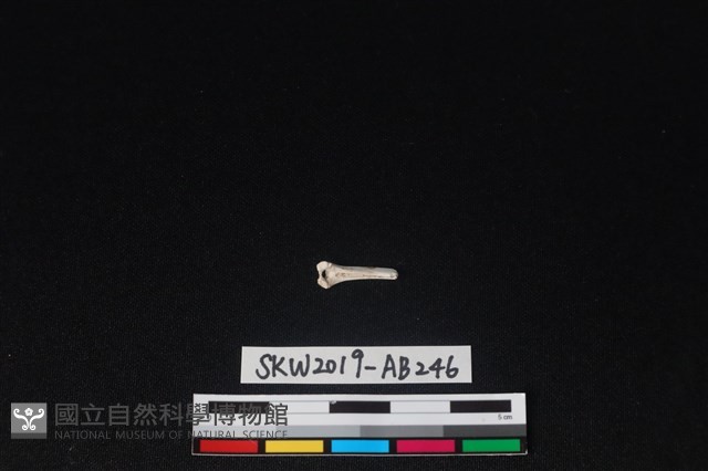 獸骨藏品圖，第1張