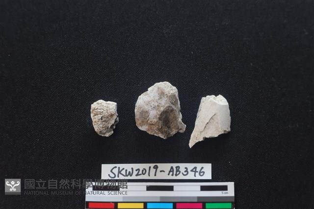 獸骨藏品圖，第1張