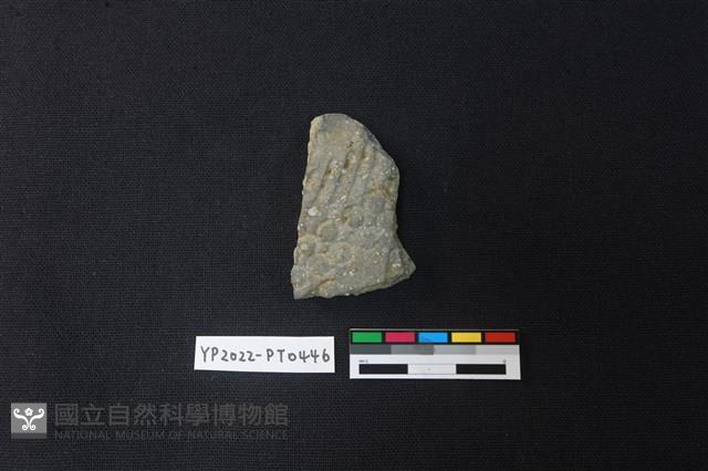 陶片藏品圖，第1張
