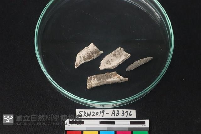 獸骨藏品圖，第1張