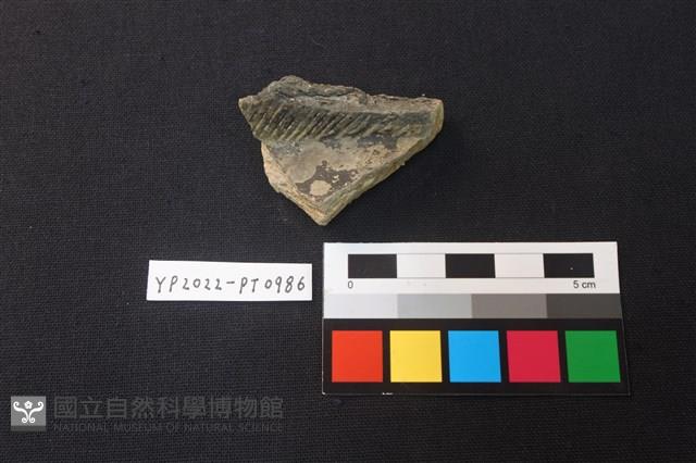 陶片藏品圖，第1張